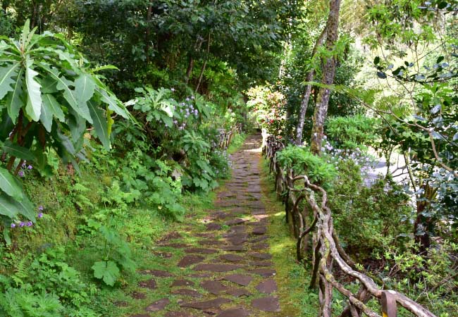 Levada Walks